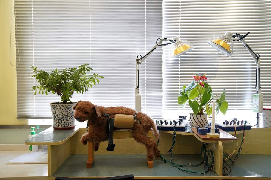 Акупунктура для животных в Китае