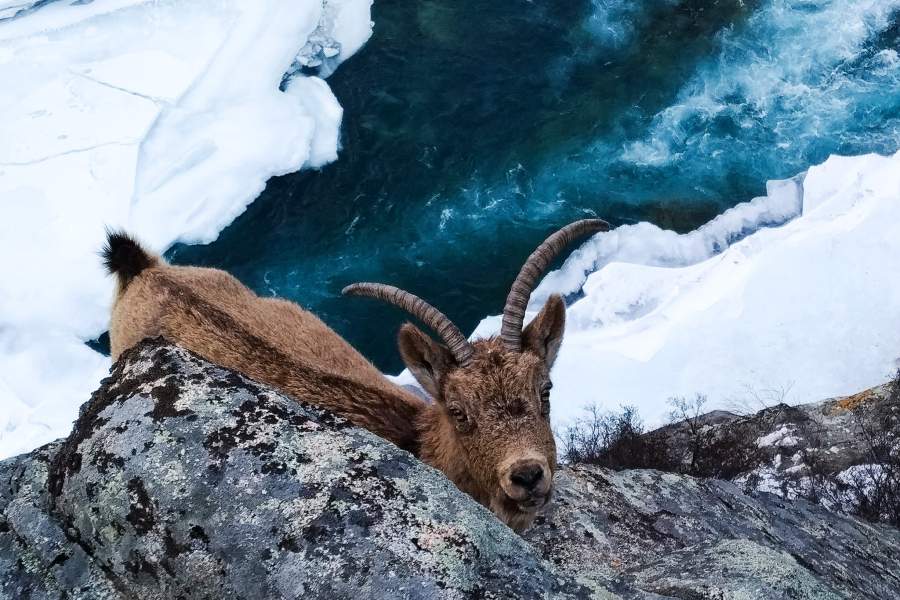 Фото Сибирского Козла