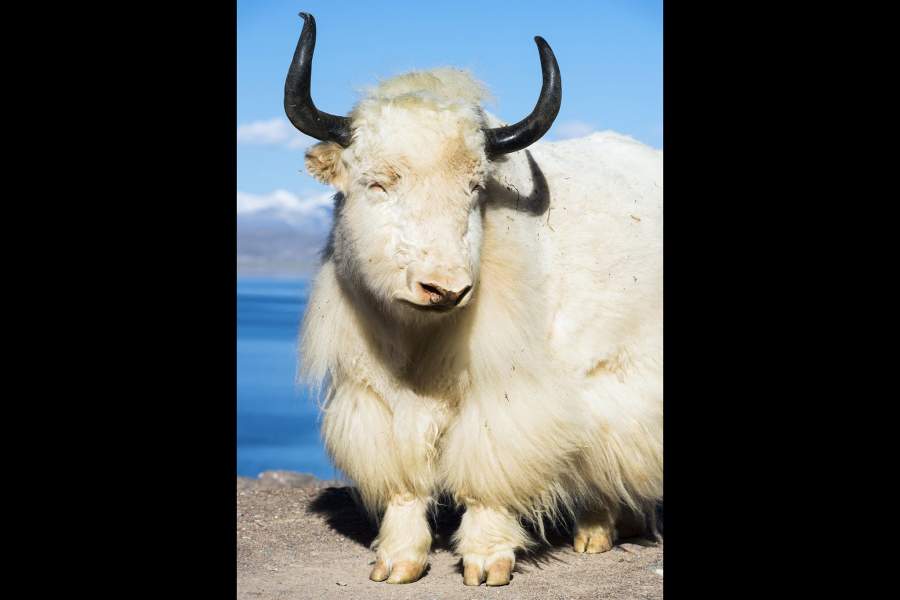 Животные-альбиносы