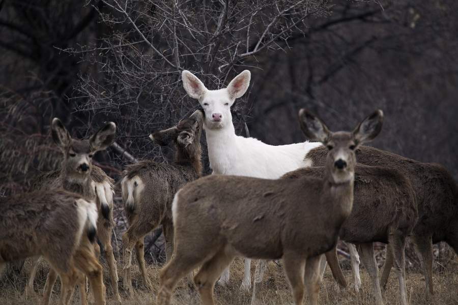 Животные-альбиносы