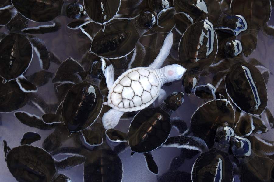 Животные-альбиносы