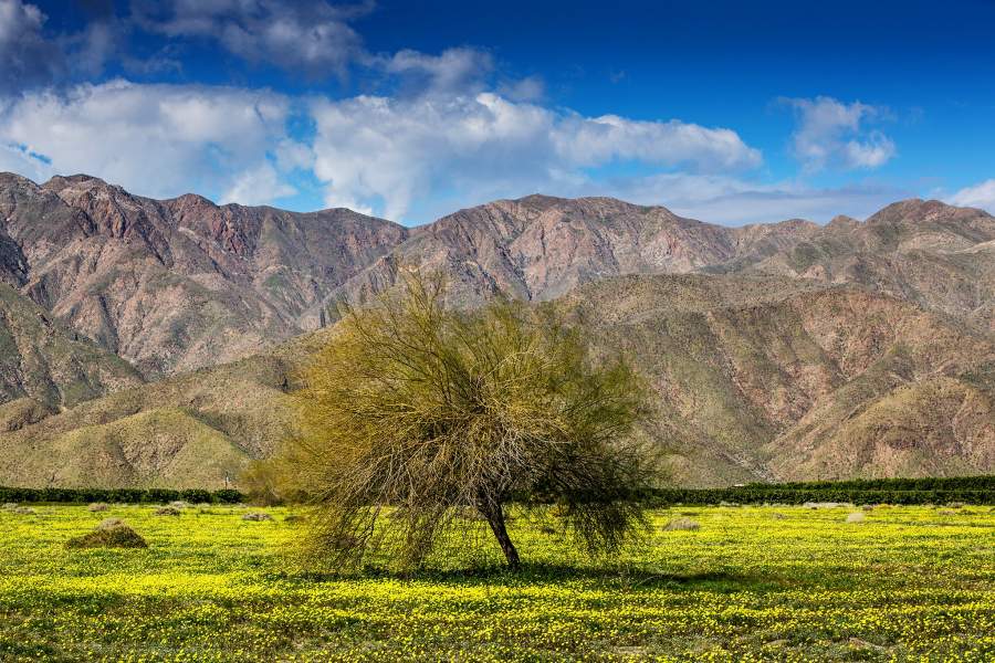 Цветение в калифорнийской пустыне