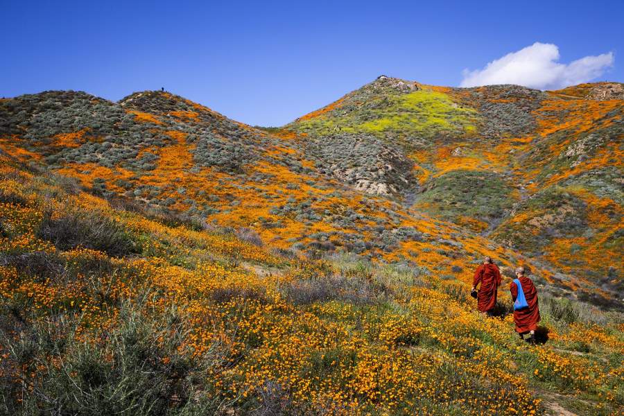 Цветение в калифорнийской пустыне