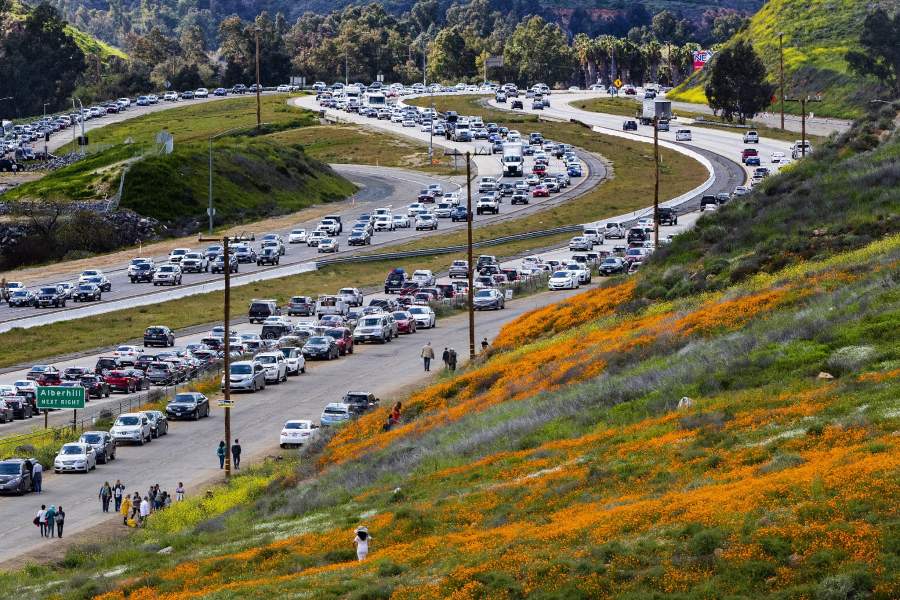 Цветение в калифорнийской пустыне