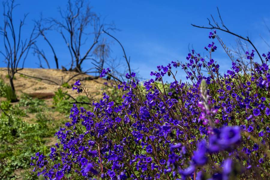Цветение в калифорнийской пустыне