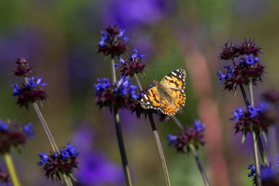 Цветение в калифорнийской пустыне