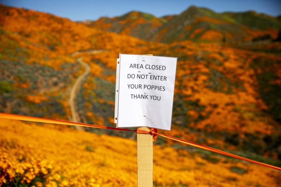 Цветение в калифорнийской пустыне