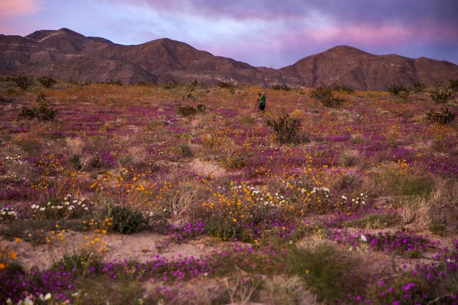Цветение в калифорнийской пустыне
