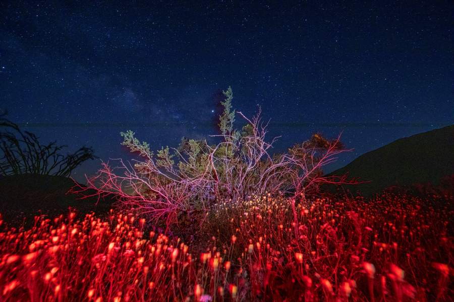 Цветение в калифорнийской пустыне