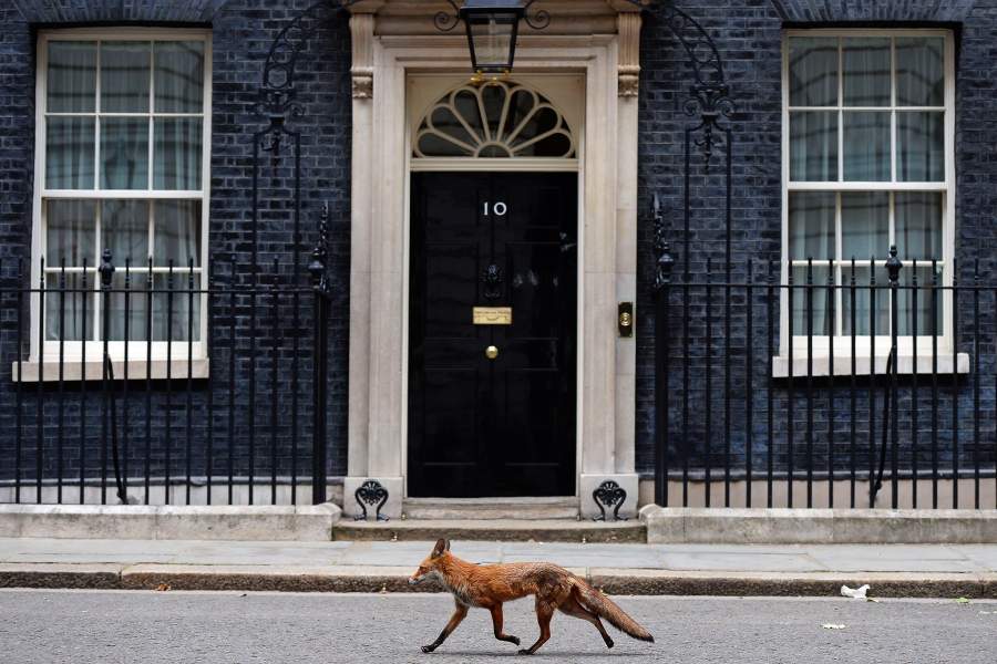 Городские лисы в Великобритании