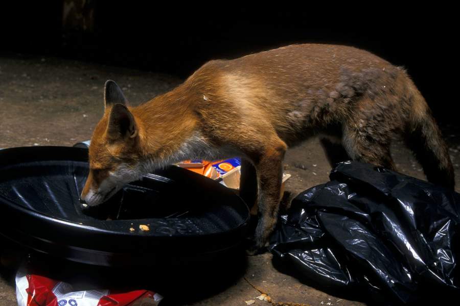 Городские лисы в Великобритании