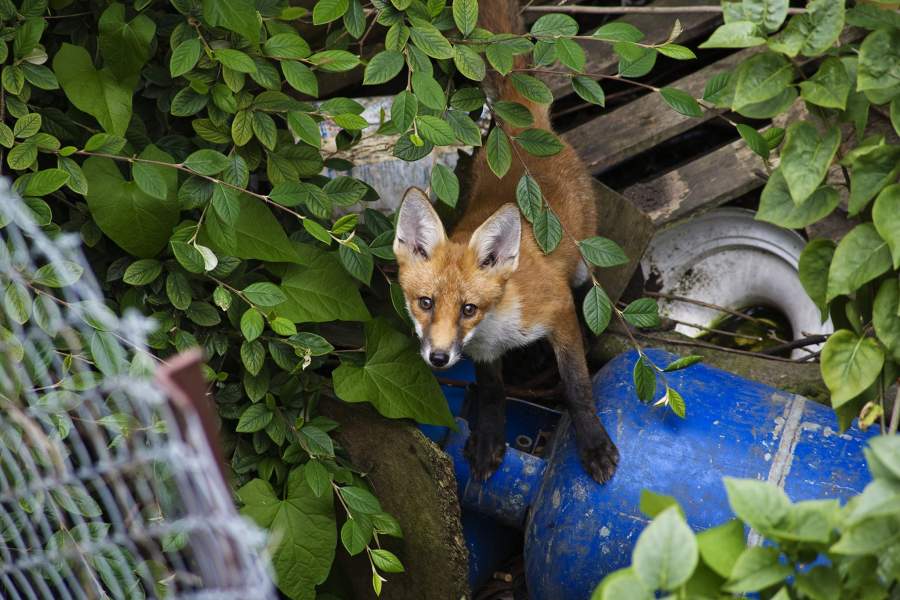 Городские лисы в Великобритании