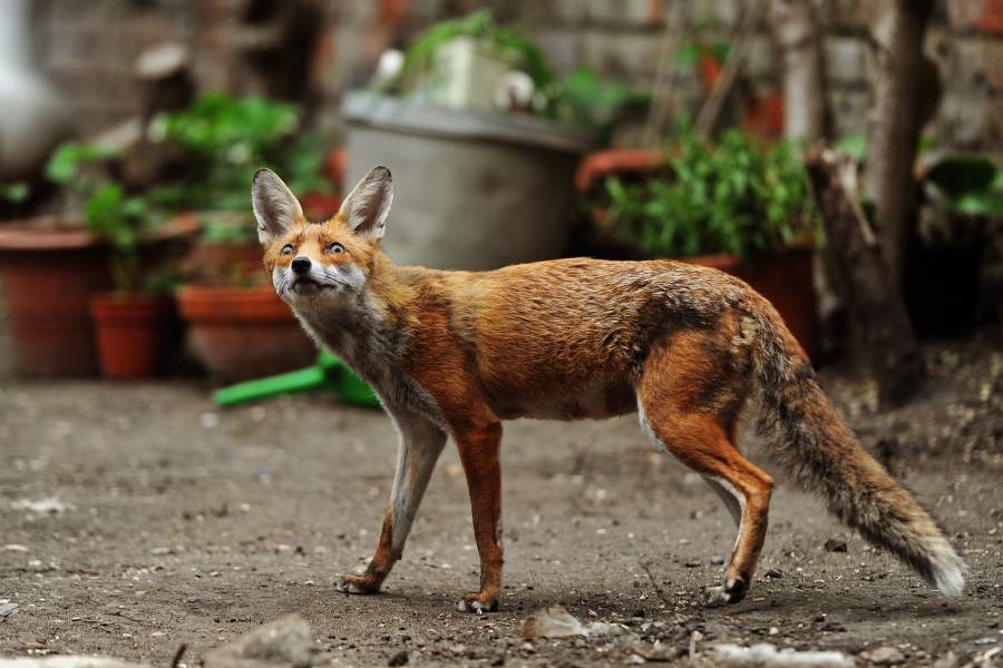 Городские лисы в Великобритании