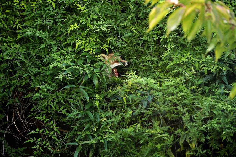 Городские лисы в Великобритании