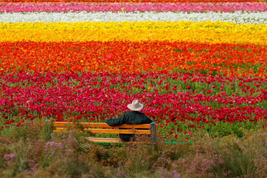 Весеннее цветение