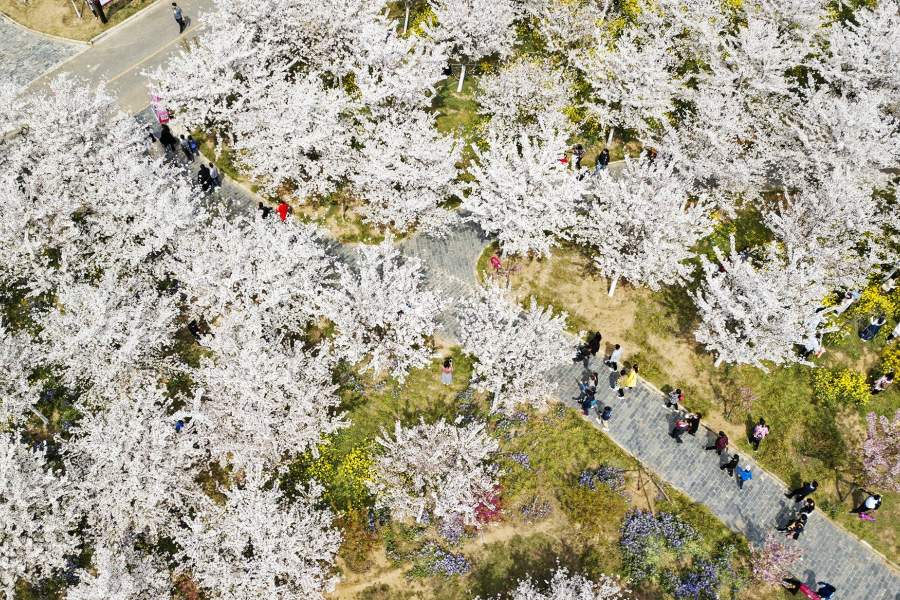 Весеннее цветение