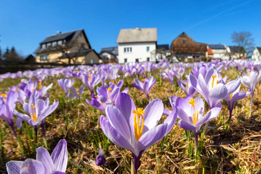 Луга цветущих крокусов в саксонской деревне Дребах