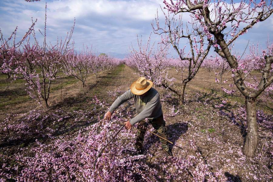 Весеннее цветение