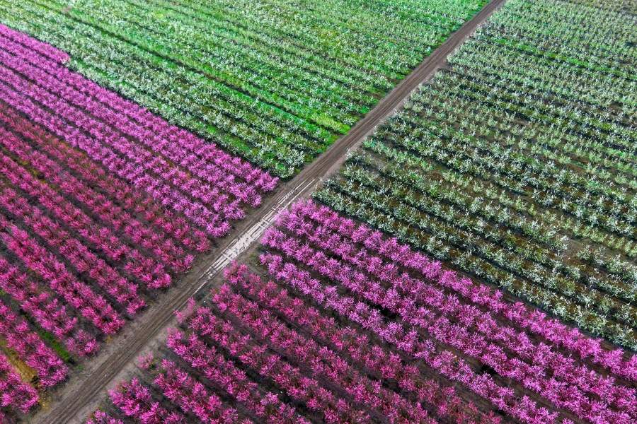 Весеннее цветение