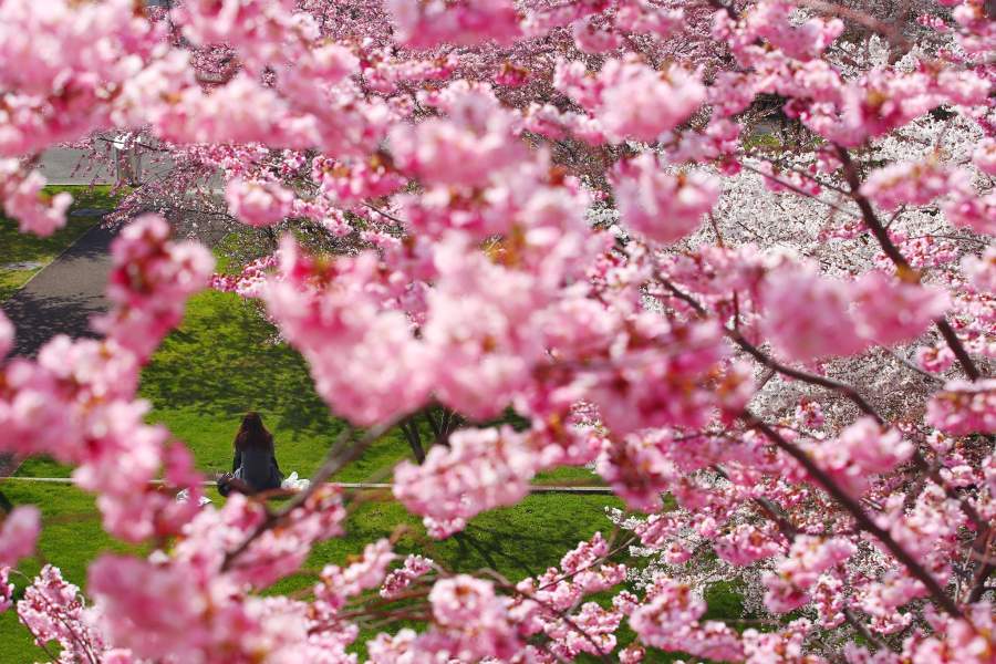 Весеннее цветение