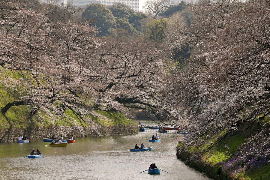 Весеннее цветение