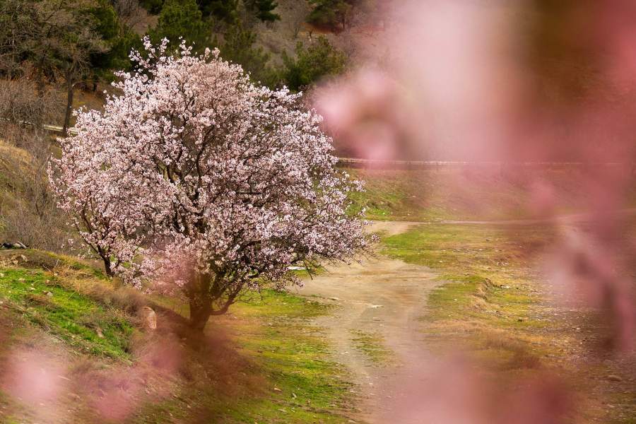 Весеннее цветение