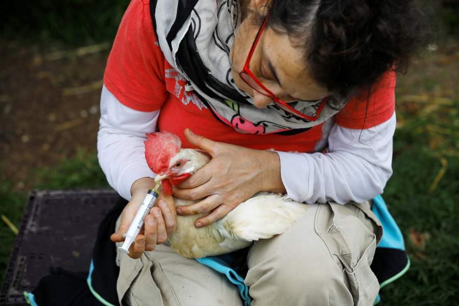 Ферма для животных-инвалидов