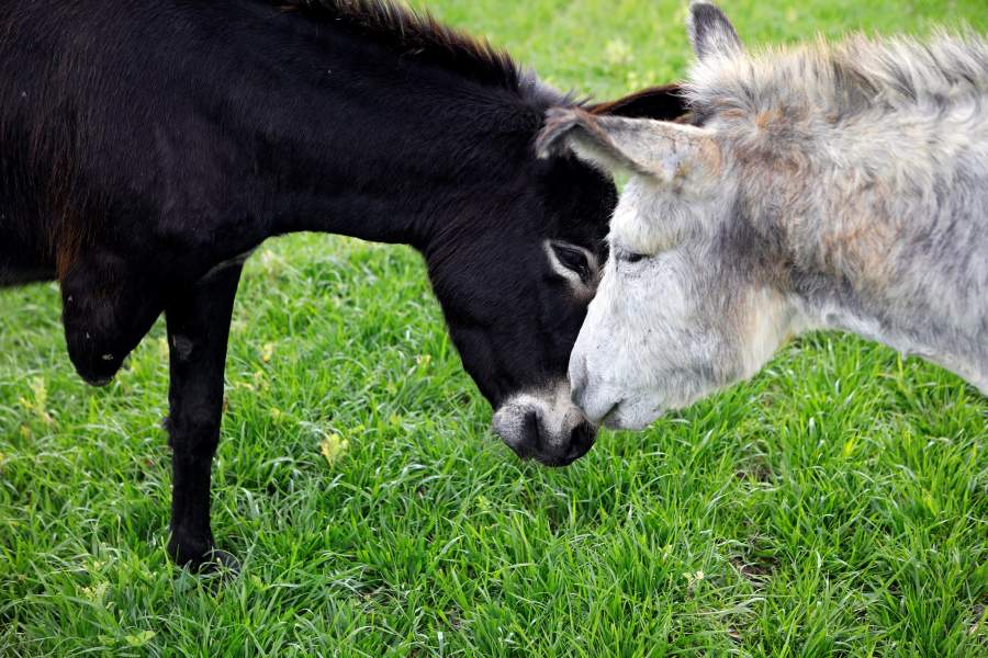 Ферма для животных-инвалидов