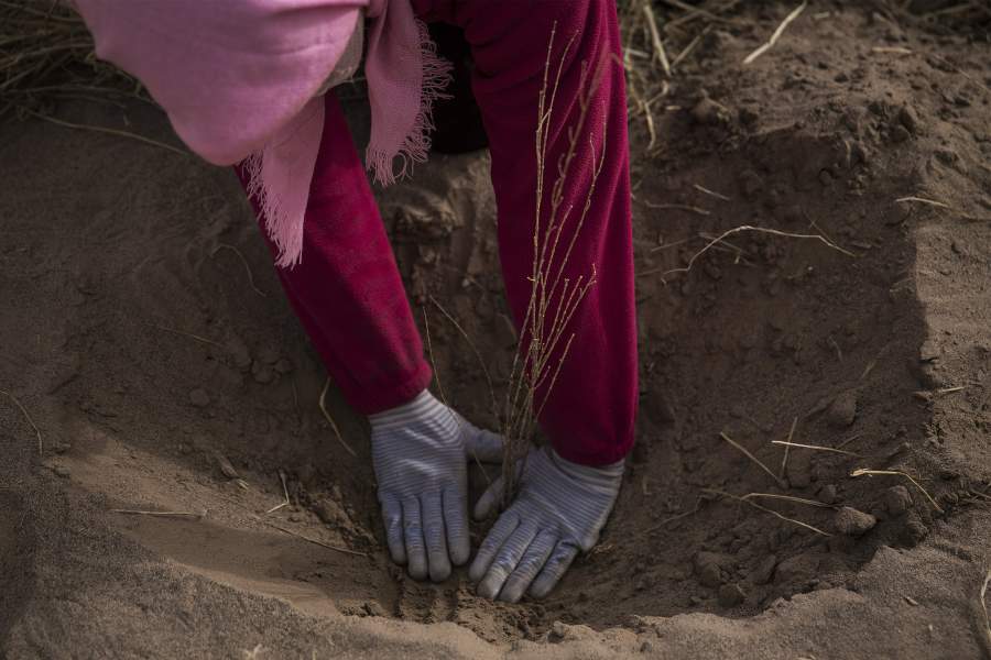 Борьба с опустыниванием в Китае