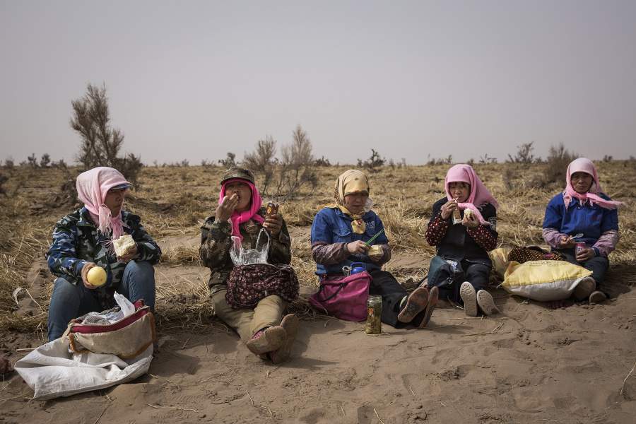 Борьба с опустыниванием в Китае