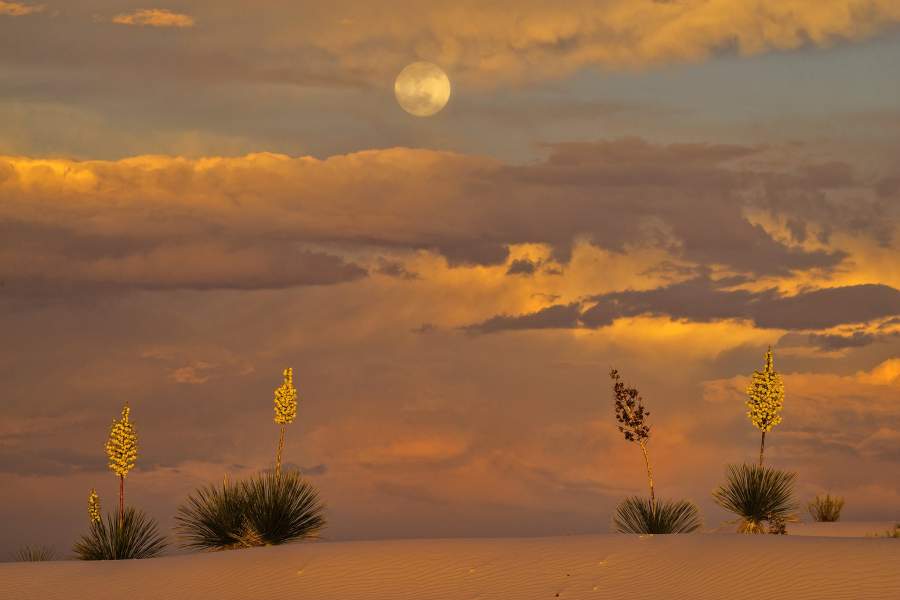 Фарфоровая пустыня