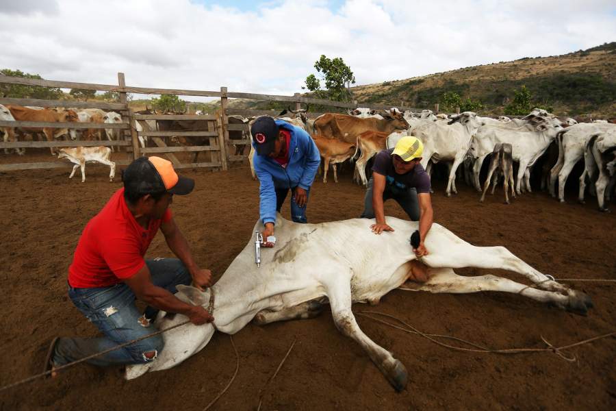 Macuxi people from Brazil