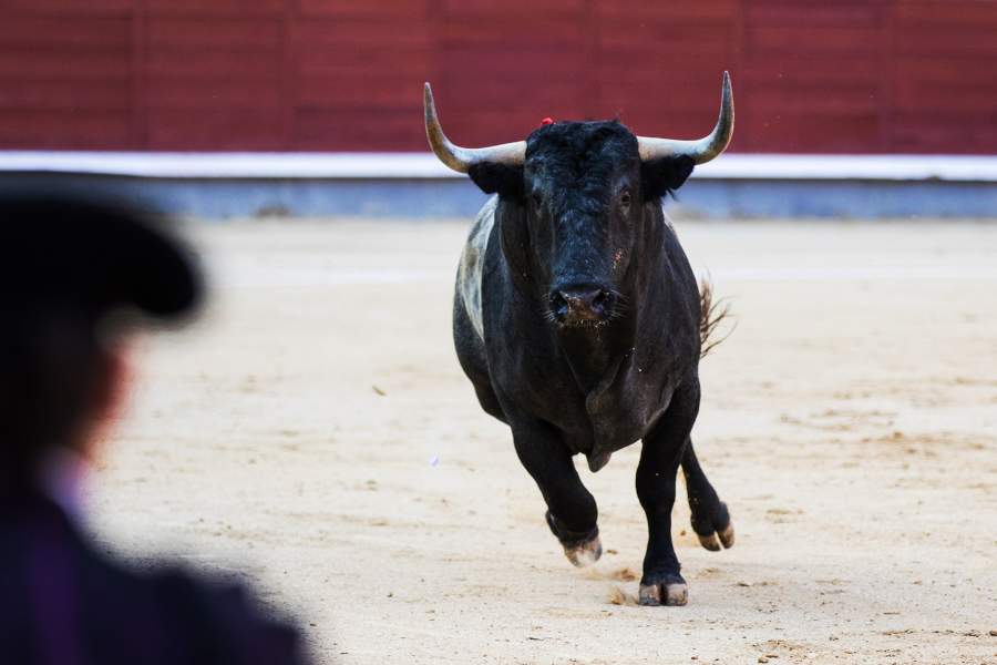 Сезон корриды в Испании