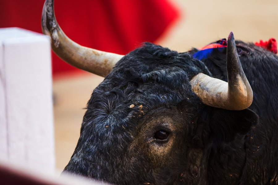 Сезон корриды в Испании