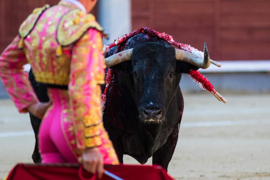 Сезон корриды в Испании