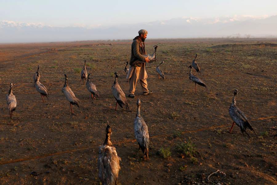 Афганские охотники на птиц