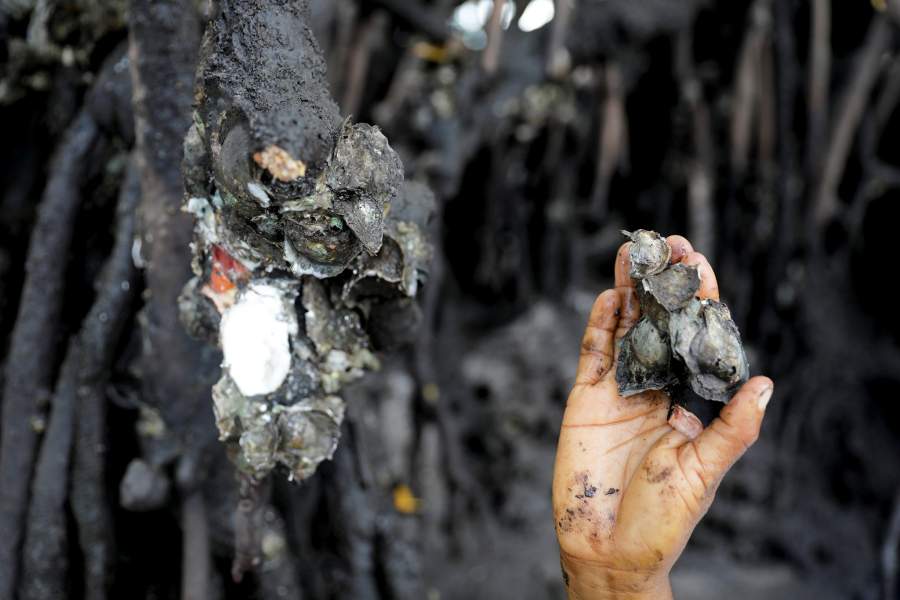 Устрицы на реке Каратингуи