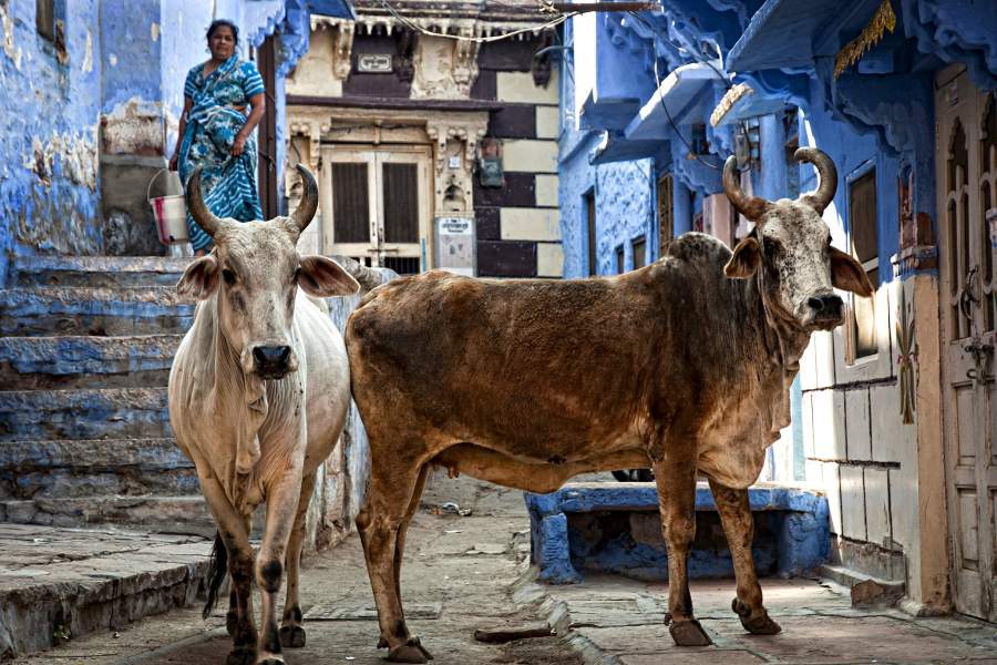 Голубой город Джодхпур в Индии