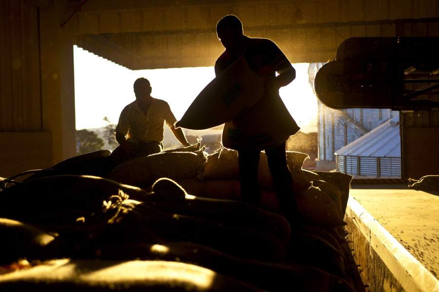 Кофейная плантация в Бразилии