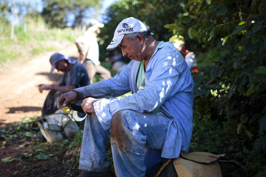 Кофейная плантация в Бразилии