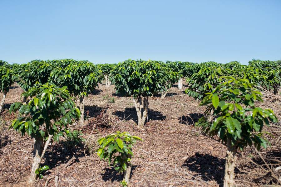 Кофейная плантация в Бразилии