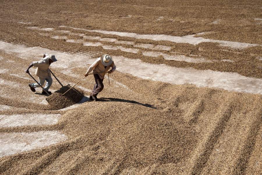 Кофейная плантация в Бразилии