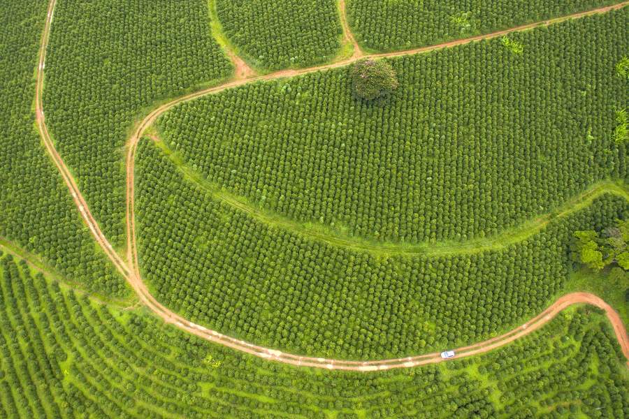 Кофейная плантация в Бразилии