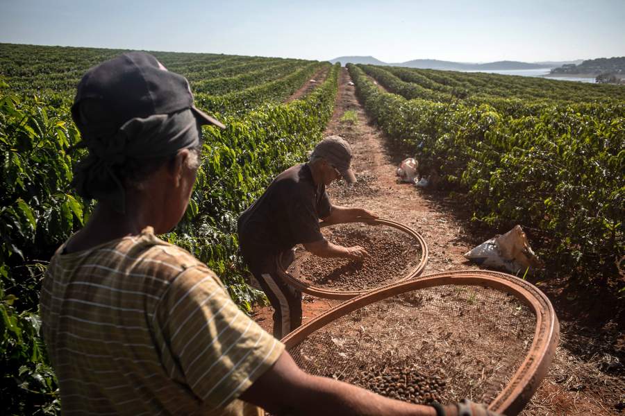 Кофейная плантация в Бразилии