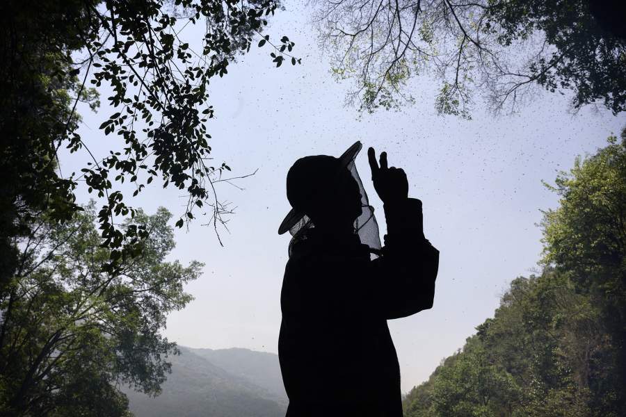 Охотник за диким медом в Китае