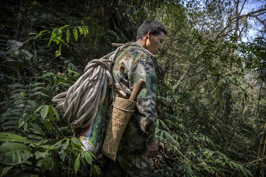 Охотник за диким медом в Китае