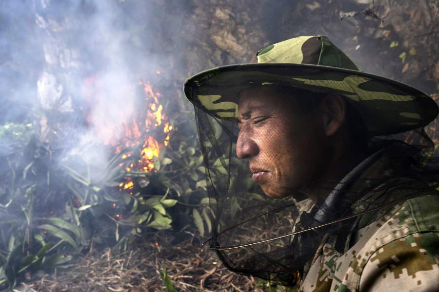 Охотник за диким медом в Китае