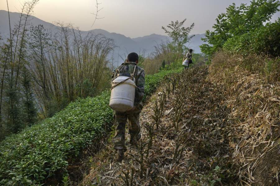 Охотник за диким медом в Китае