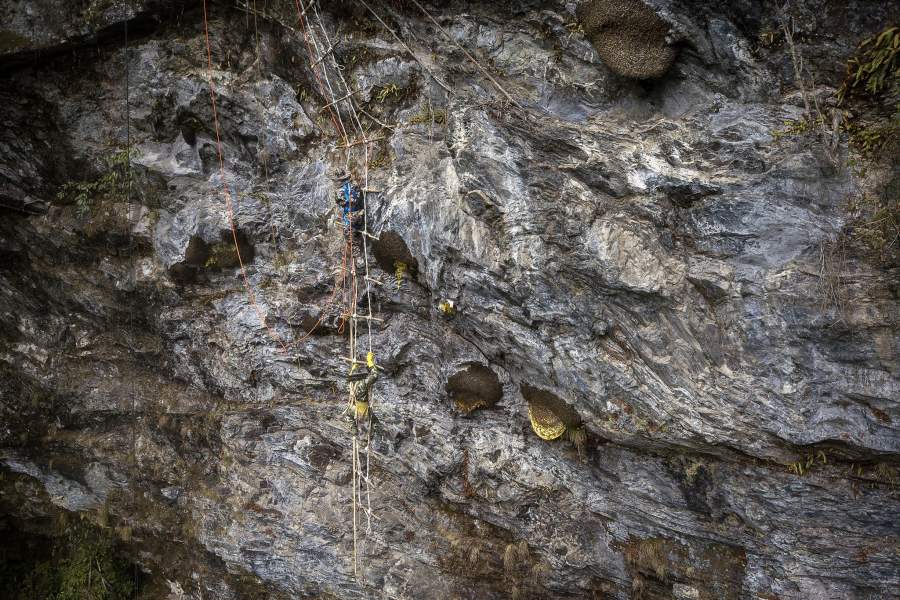 Охотники за диким медом в Китае