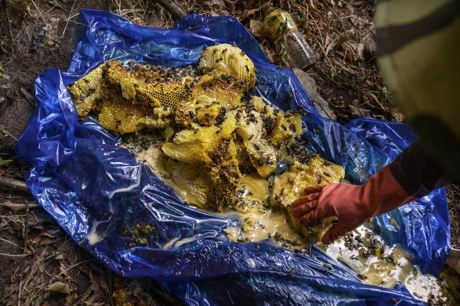 Дикий мед в Китае